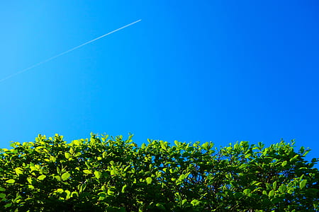 green leaves under blue sky thumbnail