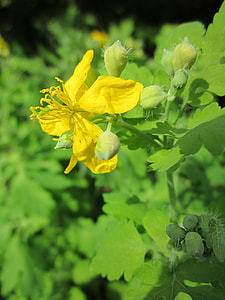 Chelidonium Majus, Greater Celandine thumbnail