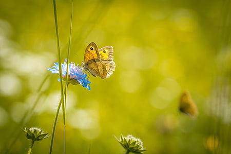 selective focus photo of yellow butterfly on blue broad petaled flower thumbnail