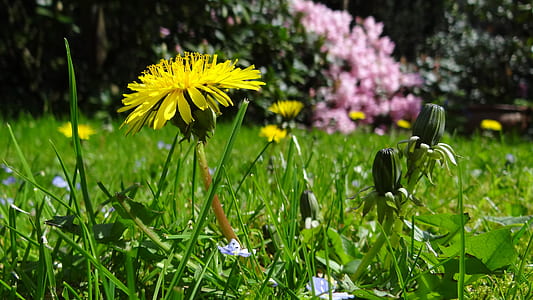meadow, dandelion, garden, plant, yellow, pointed flower thumbnail