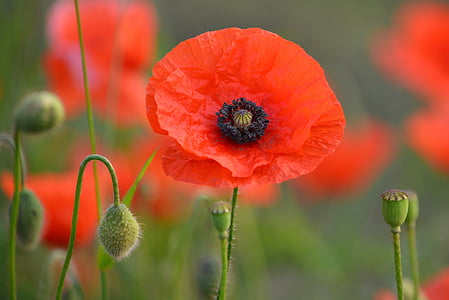 red flower thumbnail
