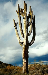 photo of gray cactus near sea thumbnail