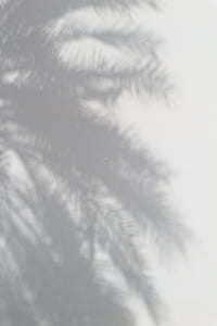 silhouette of palm tree thumbnail