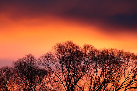 silhouette of trees under clouds thumbnail