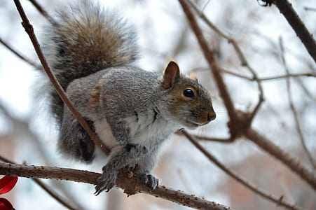 gray squirrel birching on tree thumbnail