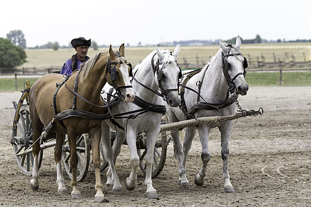 Puszta Horse Farm, Hungary thumbnail