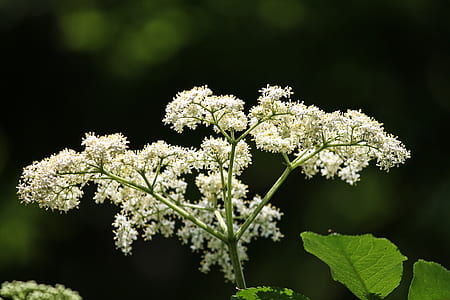 white flowers under blue sky thumbnail