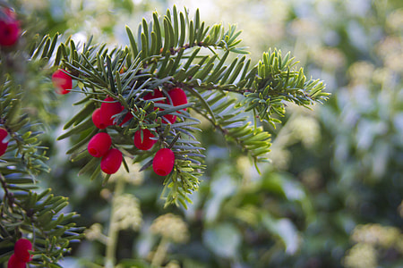 red flowers attached with green leaves thumbnail