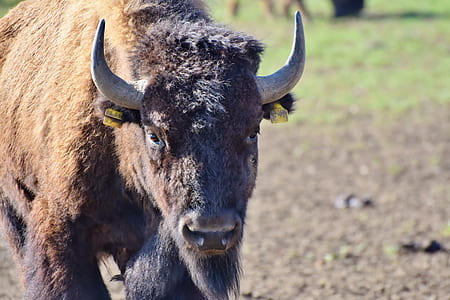 wildlife photography of highland cattle thumbnail