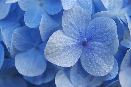 closeup photo of blue petaled flowers thumbnail