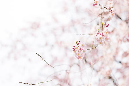 closeup photo of cherry blossoms flowers thumbnail