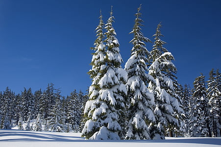 trees coated of snow thumbnail