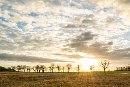 pile of trees during sunrise thumbnail