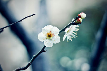 selective focus photography of white 5-petaled flower thumbnail