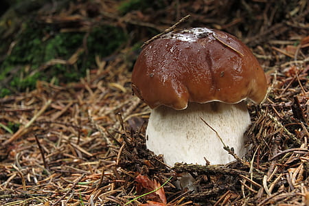 closeup photo of brown and white mushroom thumbnail