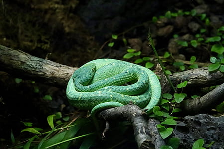 green python on twig thumbnail