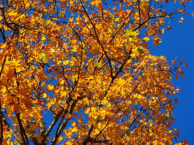 brown tree under clear sky thumbnail