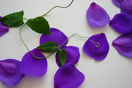 purple flower petals on white surface thumbnail