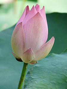 photo of pink petaled flower thumbnail