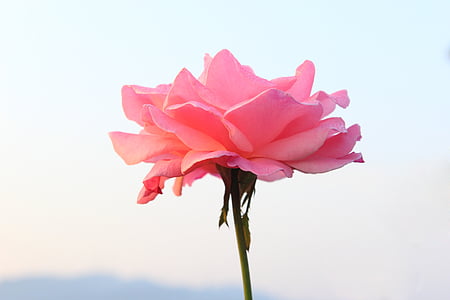 shallow focus of pink rose thumbnail