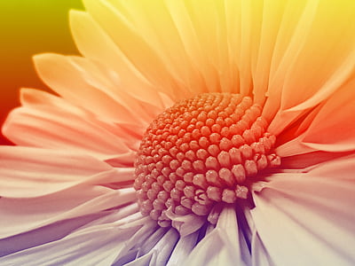 white chrysanthemum in bloom macro photo thumbnail