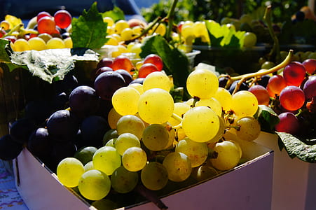 closeup photography of grapes thumbnail
