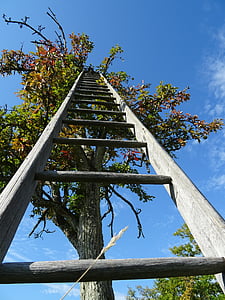 photo of leaned gray wooden ladder on tree thumbnail