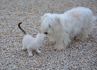adult Havanese smelling kitten's head at daytime thumbnail