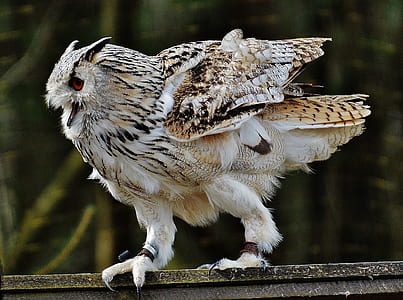 brown and white owl standing on gray wooden surface thumbnail