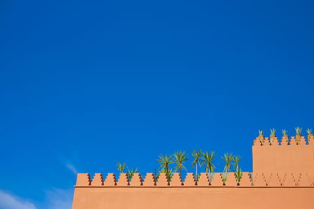 green tree under blue sky thumbnail