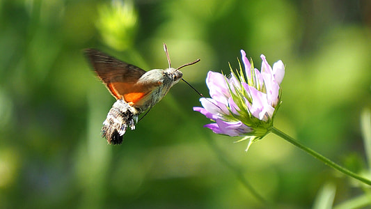 gray and black insect on purple petaled flower thumbnail