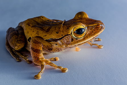 brown frog on white board thumbnail
