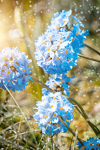 shallow focus photography of blue petal flowers thumbnail