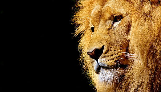 close up photo of lion thumbnail