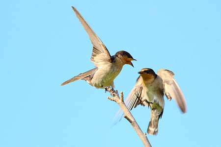 two white-and-brown birds perched on tree thumbnail