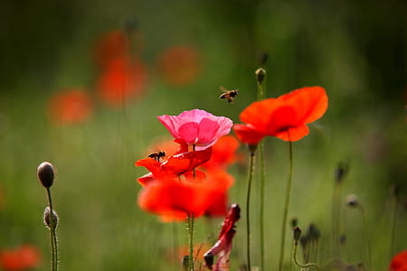 closeup photography of poppy flowers thumbnail
