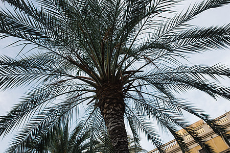 Palm trees in Spain thumbnail