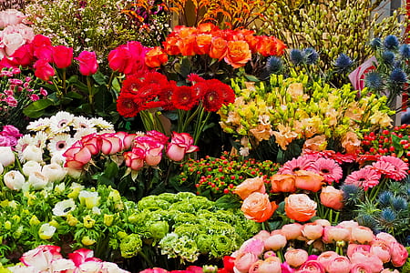 assorted-color-and-type flowers in bloom at daytime thumbnail