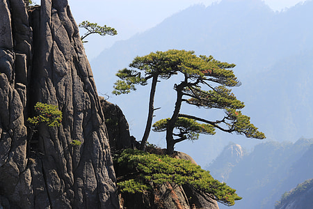 tree on cliff surrounded by fog thumbnail