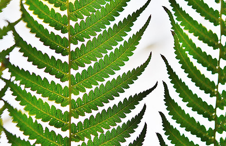 green leaves photography thumbnail