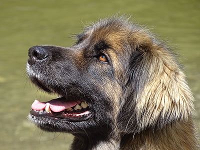 caucasian shepherd close-up photography thumbnail