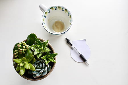 succulent plant and teacup with click pen in flat lay photography thumbnail