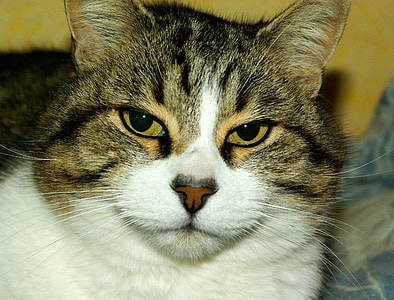 Cat Face Portrait thumbnail