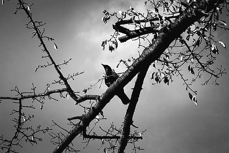 black bird thumbnail