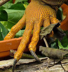 close-up photo of reptile claw thumbnail