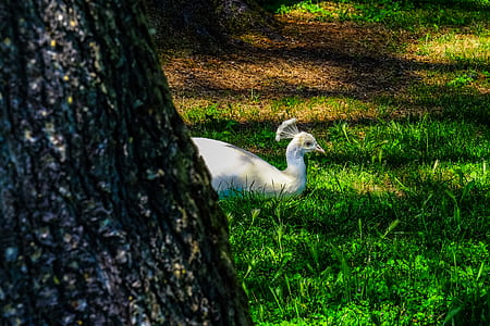 wood, landscape, nature, bird thumbnail