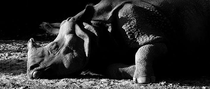 rhino on suerface thumbnail