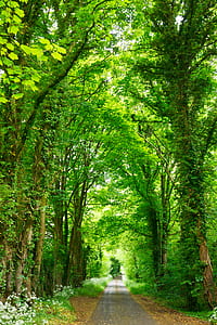 photo of black concrete road betweet trees thumbnail