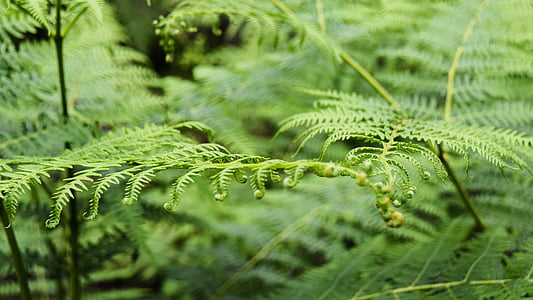 macro shot photography of green plant thumbnail