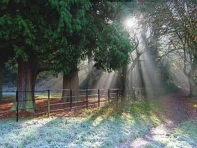view of forest thumbnail